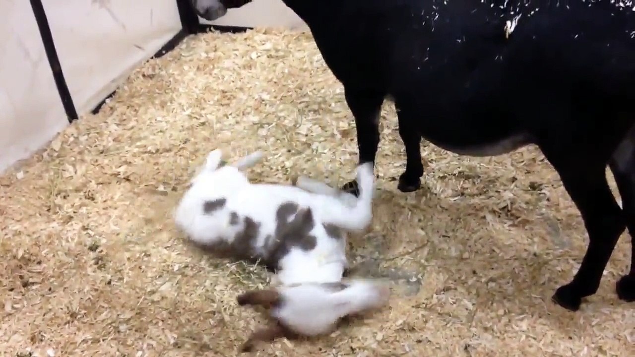 See What Happens When You're Not A Calm Donkey