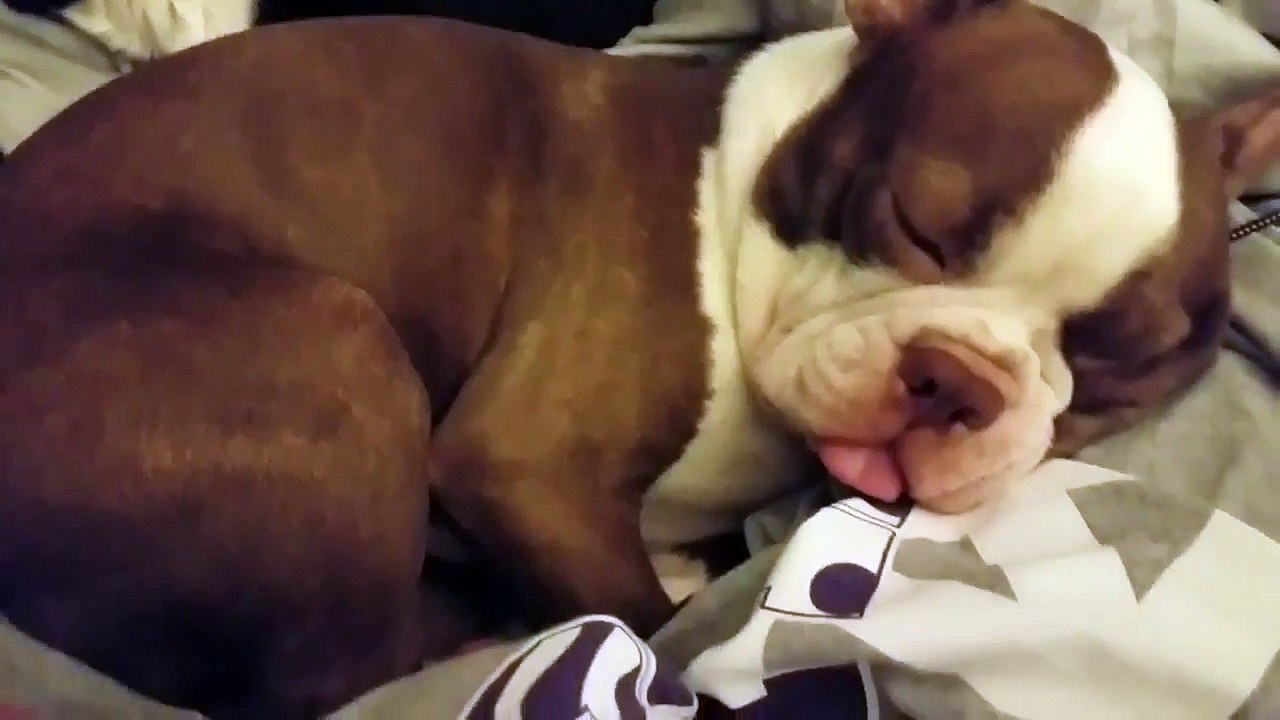 Pup's Clearly Having A Good Dream