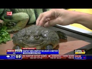 Katak Rp 3,5 Juta Memikat Perhatian Pengunjung