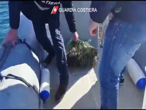 San Cesareo (Lecce) - Guardia Costiera. Sequestro ricci (12.01.17)