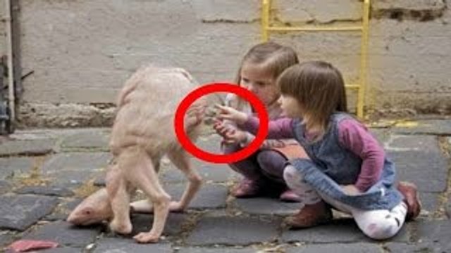 ANIMAIS QUE VOCÊ NÃO VAI ACREDITAR QUE EXISTEM