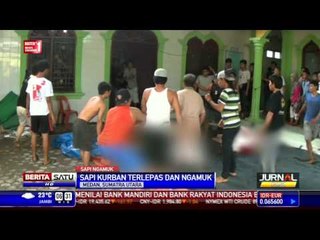 Sapi Kurban Mengamuk Saat Akan Disembelih