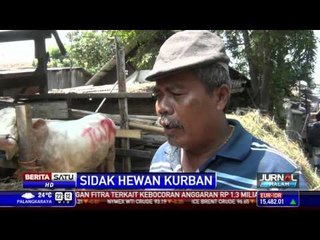 Petugas Periksa Kesehatan Hewan Kurban