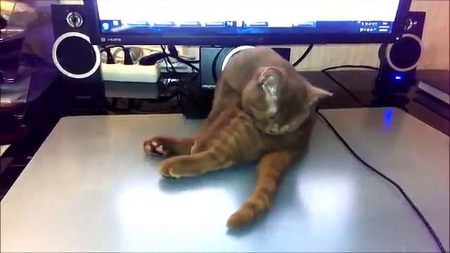 Самая смешная подборка приколов с животными Январь 2015 CCП#1