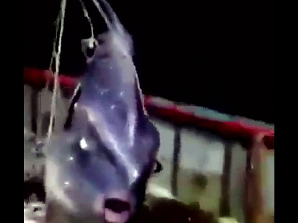 SEMUANYA GILA ANJING GILA BABI GILA HEWAN GILA BINATANG GILA (1)