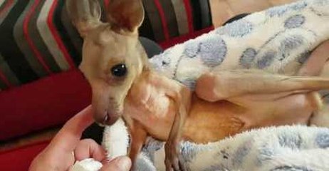 Sanctuary Welcomes Caroline, Joey Who Lost Mother in Car Crash