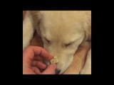 Patient Puppy Waits to Eat His Treat