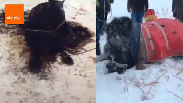 Horse Rescued From Frozen Creek