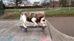 Watching a Dog Skateboarding Will Never Get Old