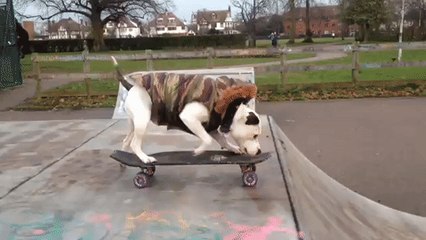 Watching a Dog Skateboarding Will Never Get Old