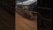 Young Elephant Makes Daring Escape