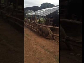 Young Elephant Makes Daring Escape