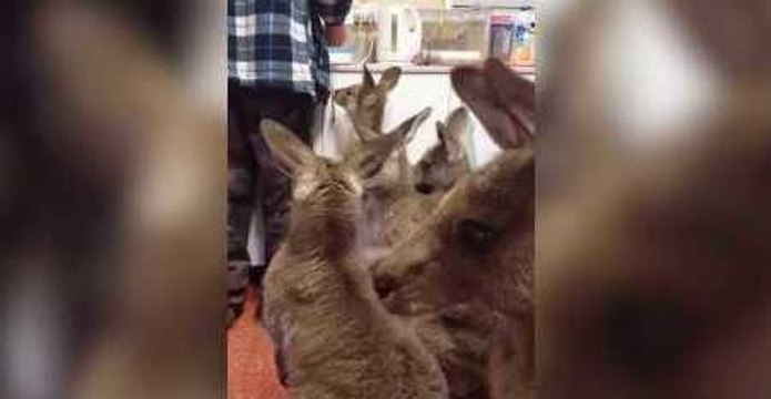 Orphaned Joeys Wrestle and Play While Waiting for Milk Bottles