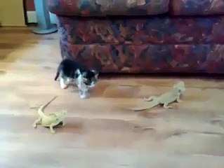 Cat gets scared and lost its mind! Bless!