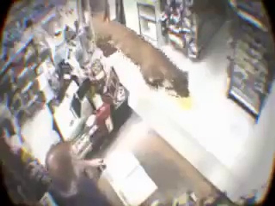 Tiger Shopping! LOL!!! Still so funny!