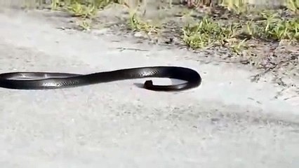 CRAZY dancer SNAKE - Funny Animals