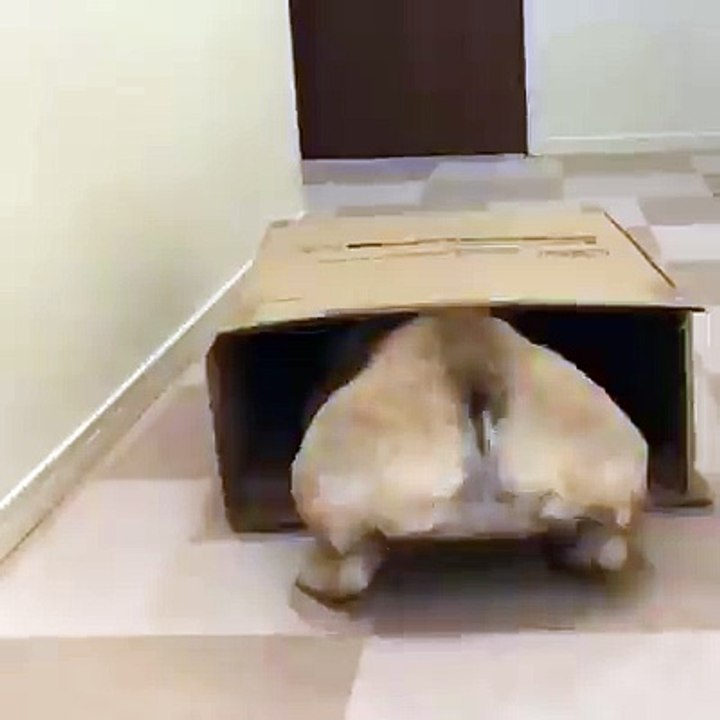 The dog playing in the cereal box