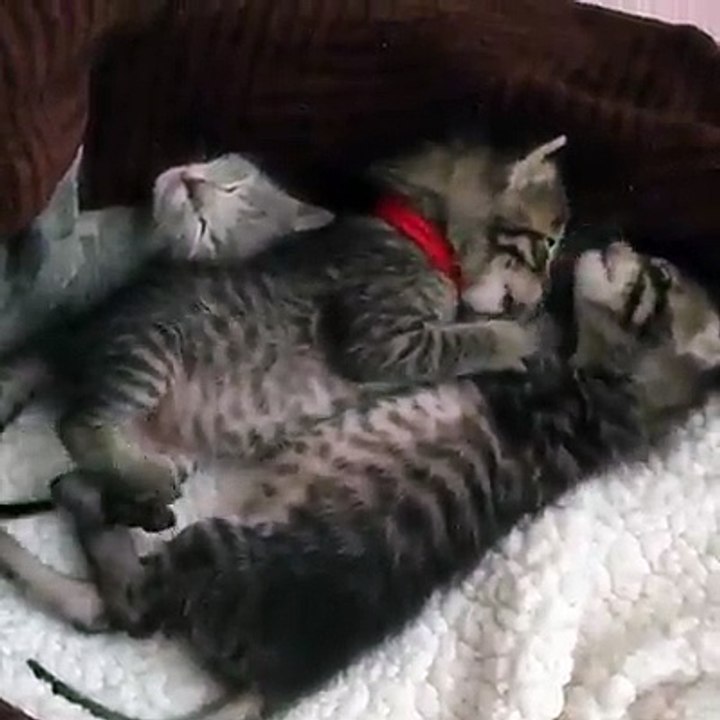 Adorable tiny kittens will make you smile