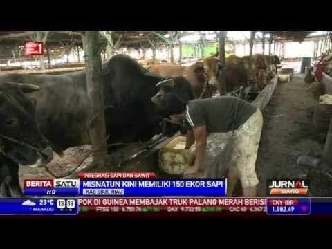 Petani di Siak Membuat Integrasi Sapi dan Kelapa Sawit