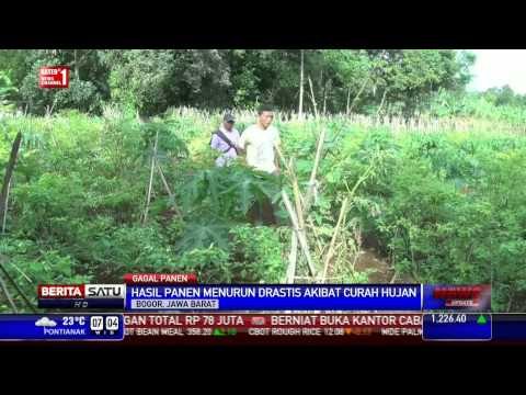 Petani Cabai di Bogor Gagal Panen