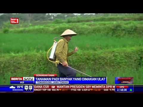 Puluhan Hektar Tanaman Padi di Temanggung Diserang Ulat