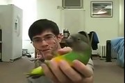 Самый умный и смешной попугай Кеша