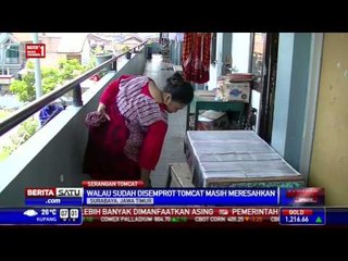 Serangan Tomcat Masih Terjadi di Surabaya