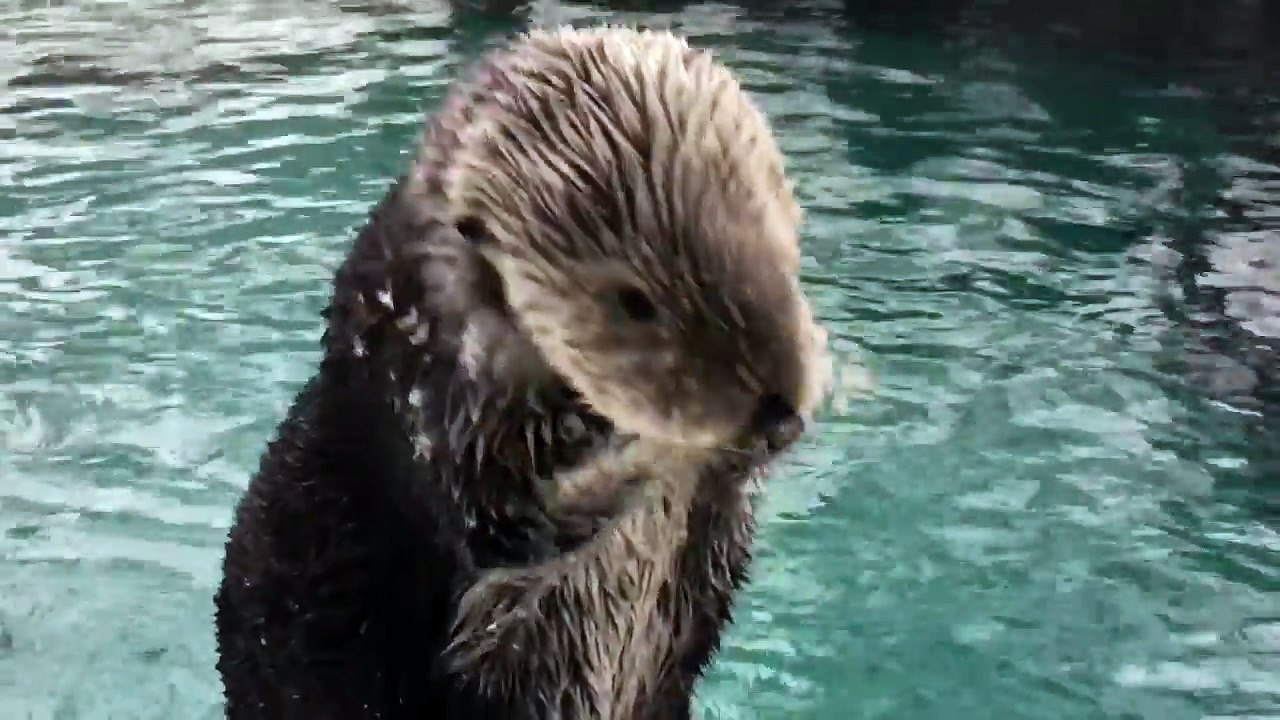 Quand les animaux du Oregon Zoo découvrent la neige... Adorable