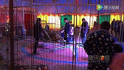 Un tigre est attaché pour faire des photos avec les touristes en chine