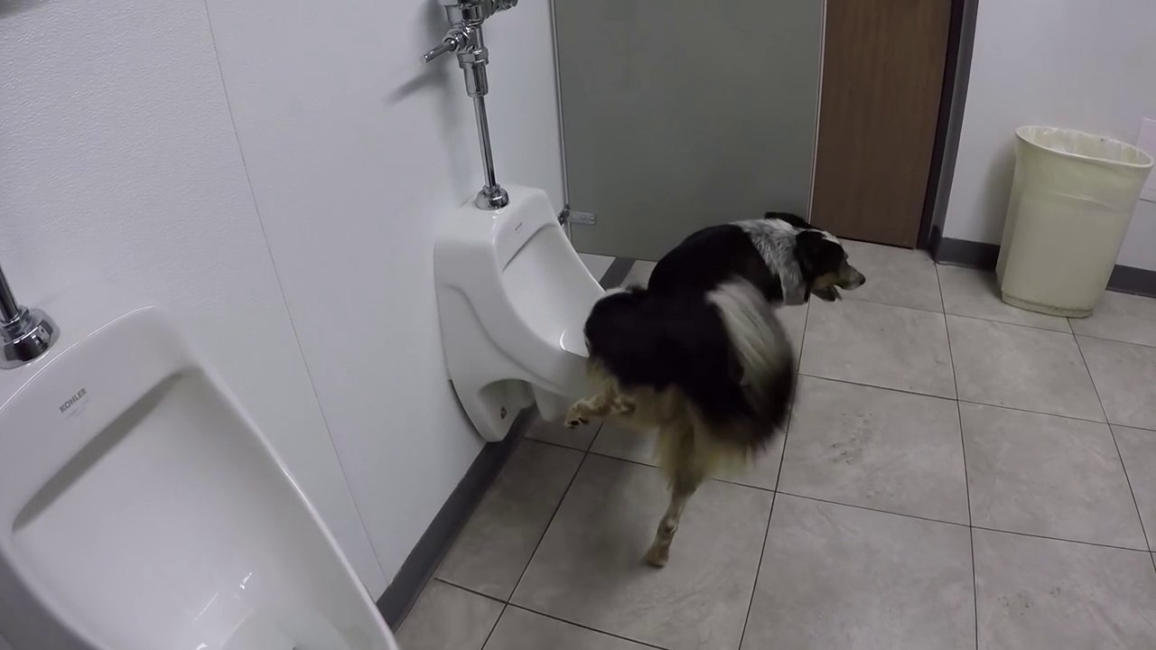 Un chien plus propre que beaucoup d'humains! Classe...