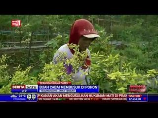 Download Video: Tanaman Cabai di Temanggung Busuk akibat Serangan Hama