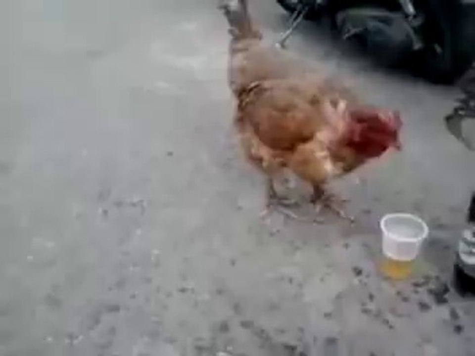 Beer Party With Chicken