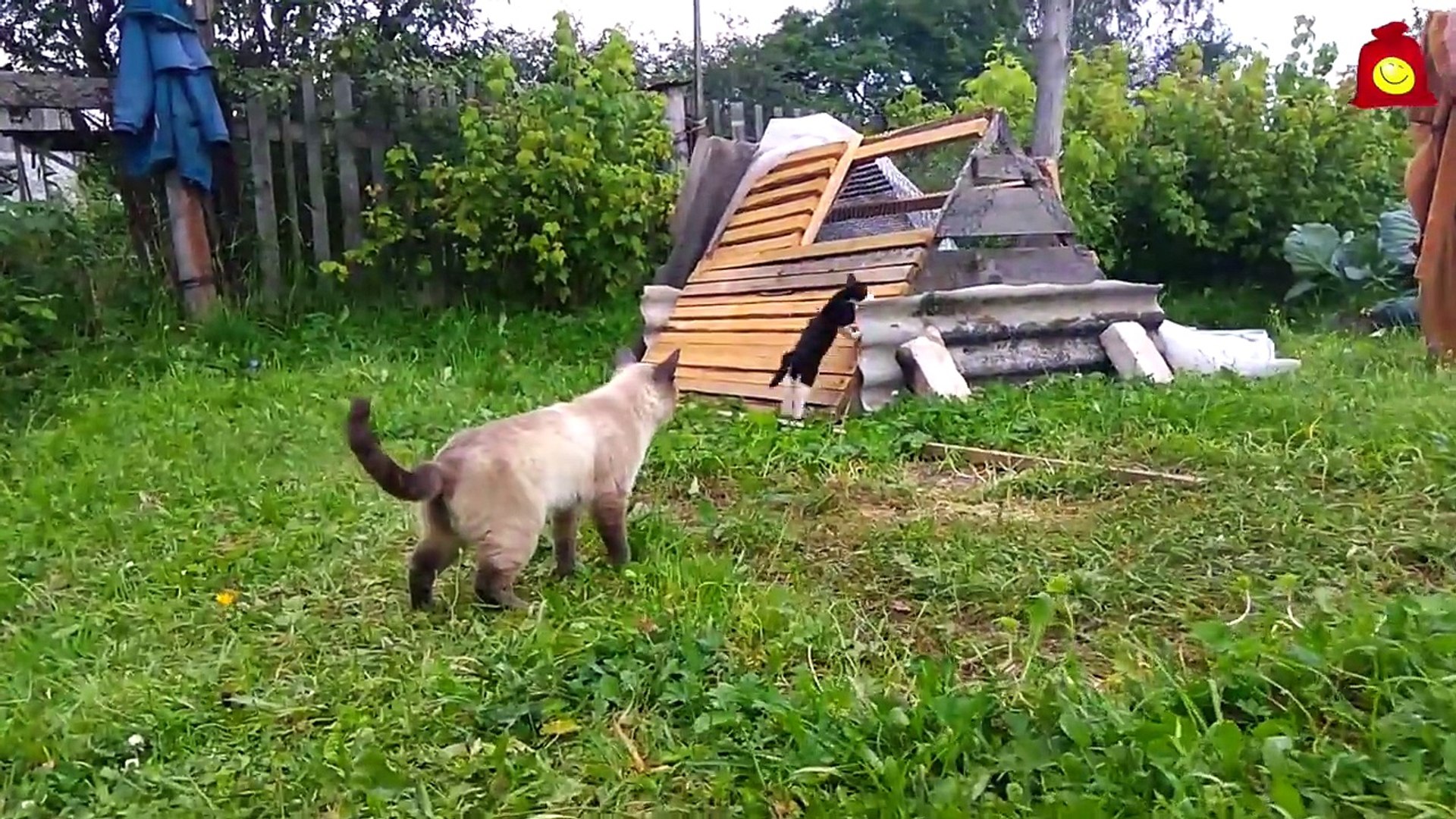 ⁣Кто кого? Смешные коты