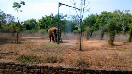 Elephant Shower Bath