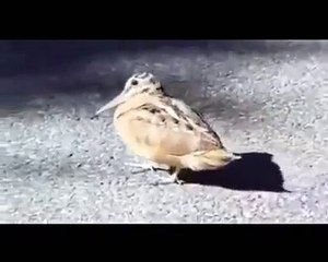 Brid Dance Kuş Dansı