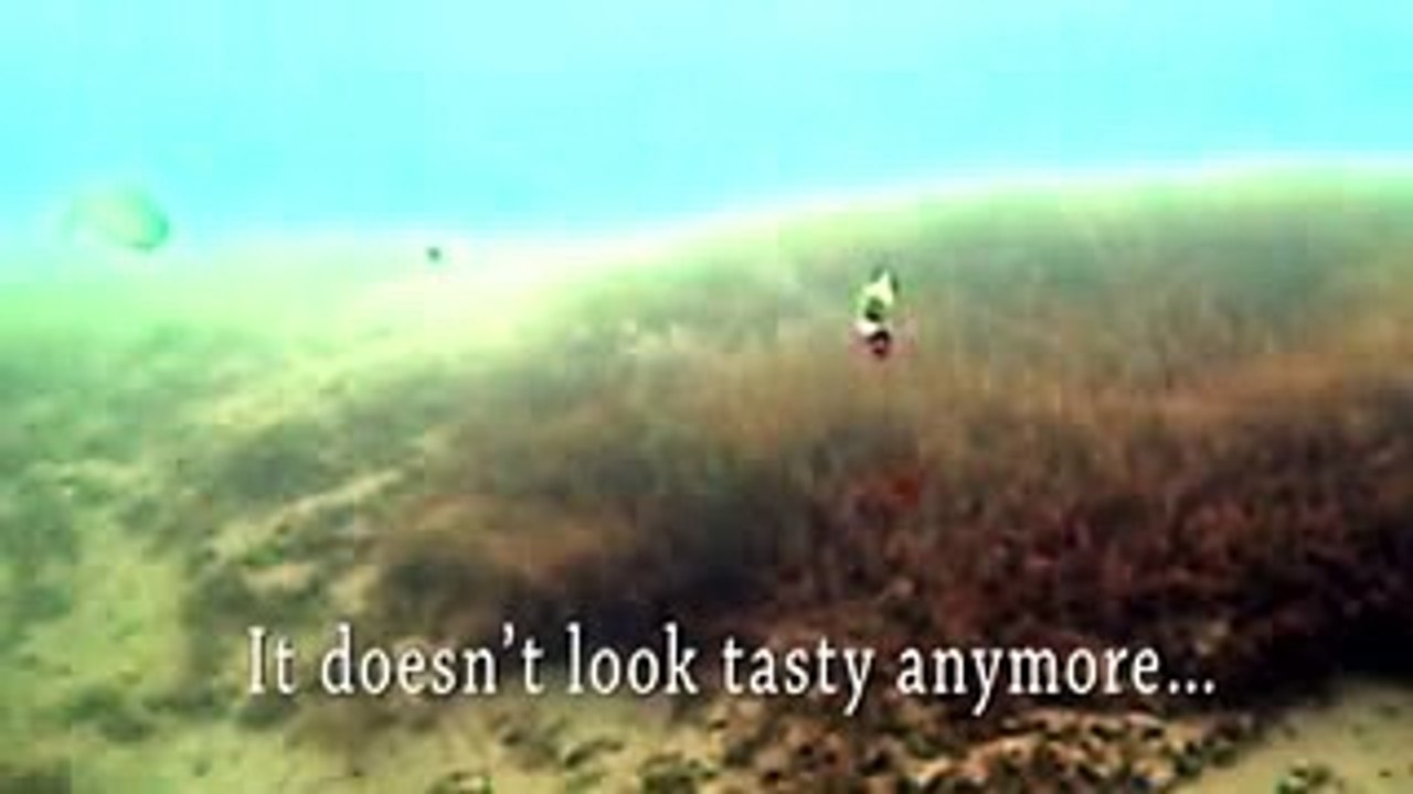 wooden fishing lures