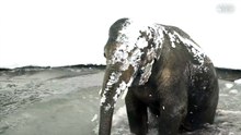 Les animaux du zoo de l'Oregon découvrent la neige et ils sont surexcités !