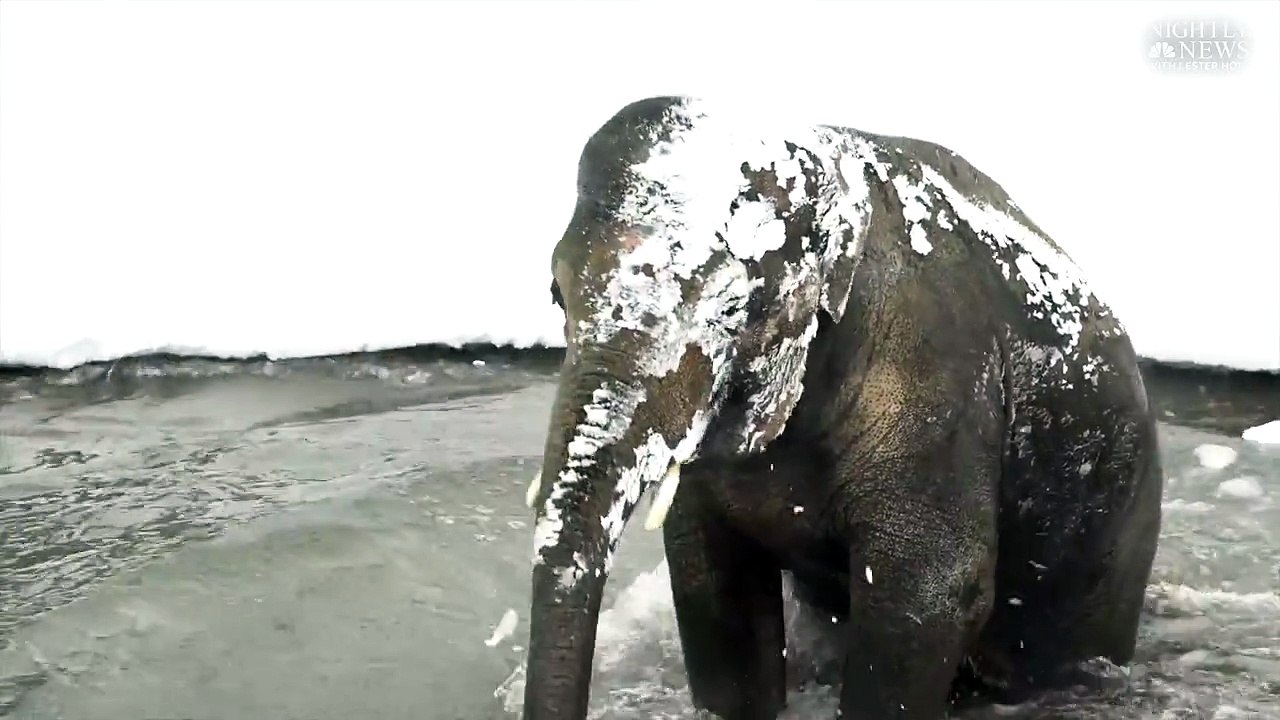 Les animaux du zoo de l'Oregon découvrent la neige et ils sont surexcités !