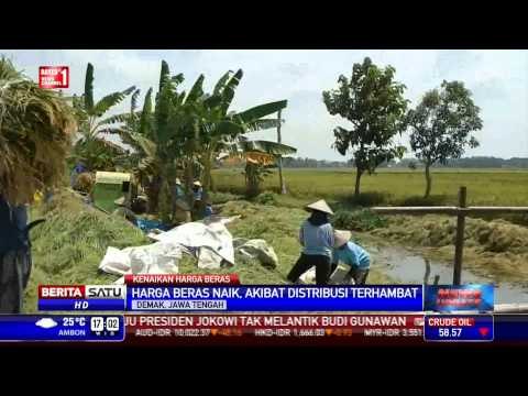 Mentan: Harga Beras Harusnya Turun karena Musim Panen