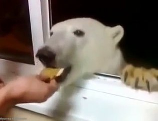 Un ours polaire vient (très poliment) chercher un peu de nourriture à sa fenêtre (Sibérie)