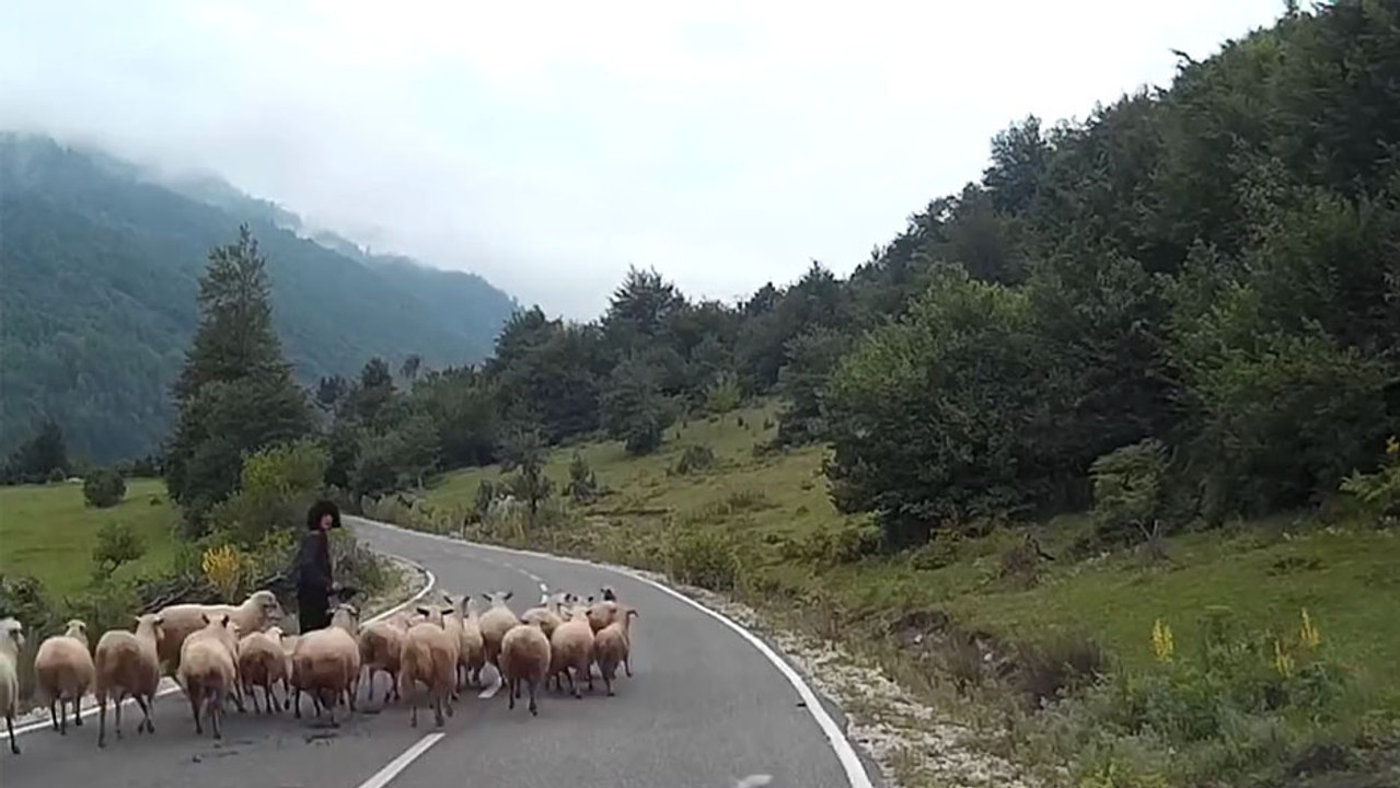 Une vieille bergère se fait charger par un de ses moutons