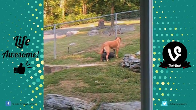 TRY NOT TO LAUGH or GRIN - Funny Dogs Fails Compilation 2016 (DECEMBER) || by Life Awesome