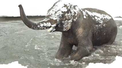 Premières neiges pour les animaux du zoo de l'Oregon