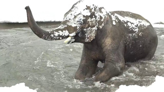 Premières neiges pour les animaux du zoo de l'Oregon