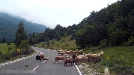 Koyun çobana öyle bir vurdu ki...
