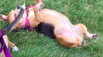 Un chien trop paresseux pour se promener !