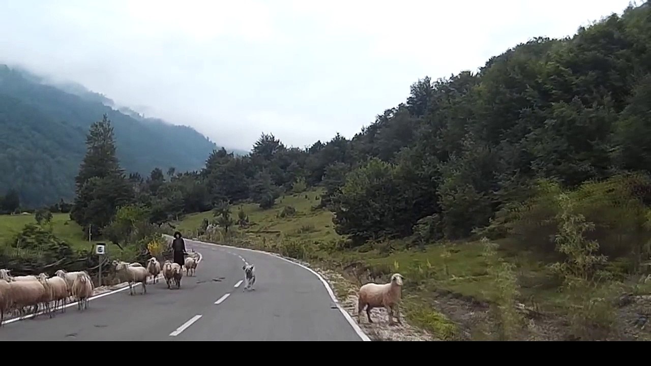 Une bergère se fait attaquer par l'un de ses moutons !