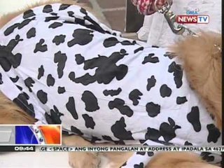 News to Go: Halloween costumes for dogs
