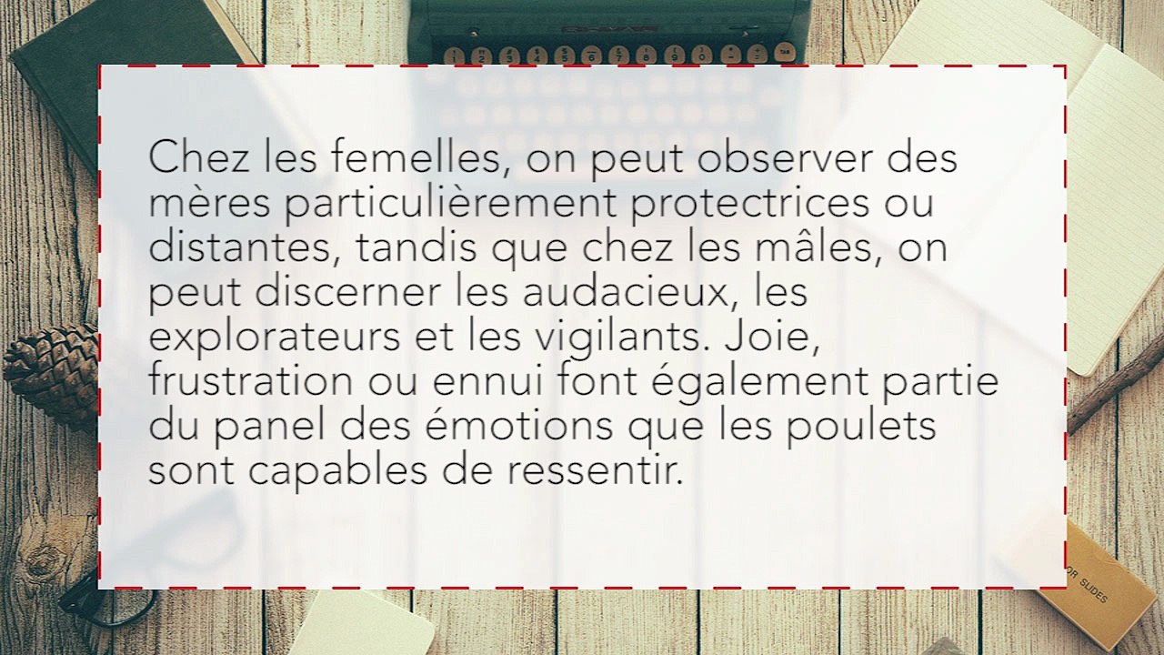 Les poulets sont bien plus intelligents qu'on ne le croit