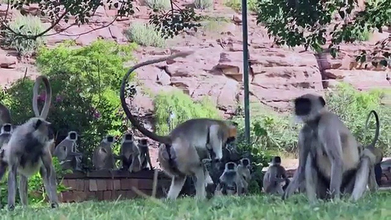 Un singe robot immortalise un deuil touchant chez les singes